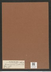 Biddulphia ? pellucida Castr. (de-Toni-Nr.: Genus 123, Species 3490) Zeichnungen Sammlung Grunow Mappe 03683 (Herbarium_W_Grunow_drawings_Folder_03683)